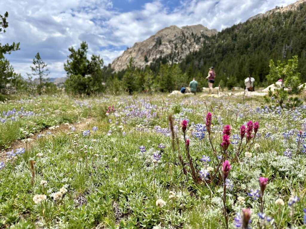 Gorgeous colorful Wildflowers along the Benson Lake Loop in the Sierra Nevada Mountain s