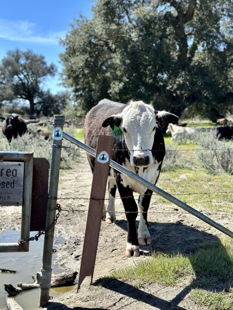 Local cow on the Pacific Crest Trail around Warner Springs California section A of the PCT