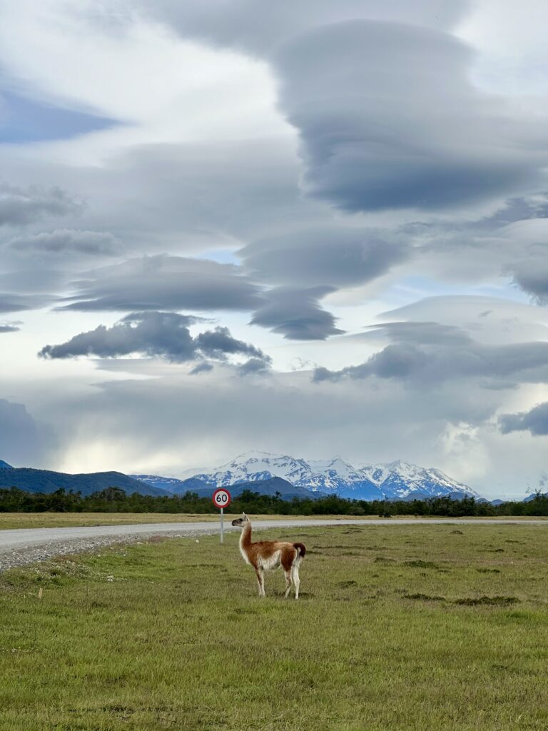 Guanaco in Torres del Paine National Park in Patagonia Chile