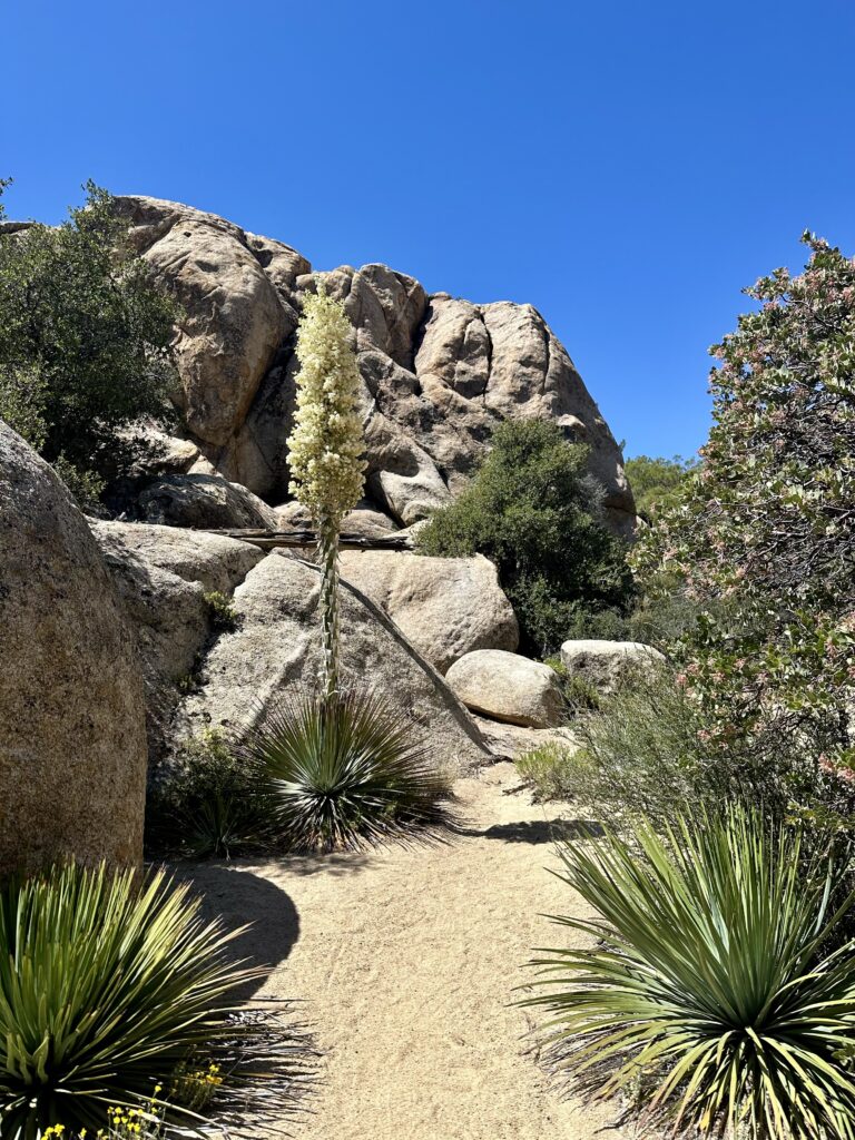 Yucca blooming in Section A of the PCT around Lake Morena California