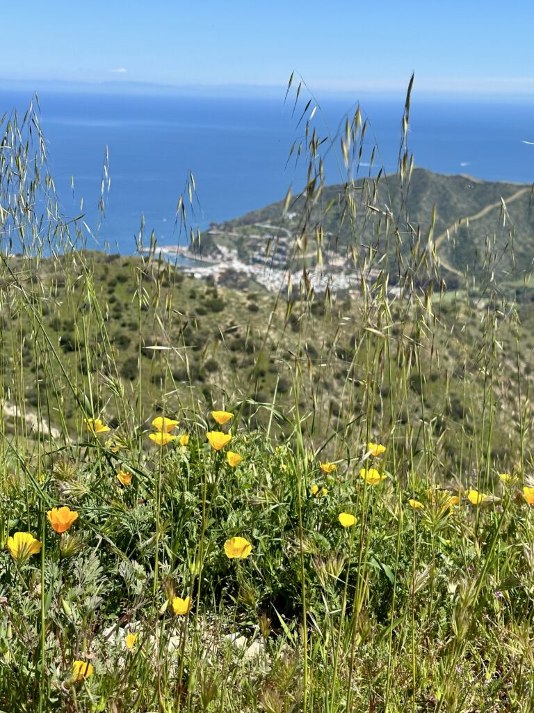 Ocean view with California poppies overlooking the town of Avalon on The Trans Catalina Trail in Southern California. 