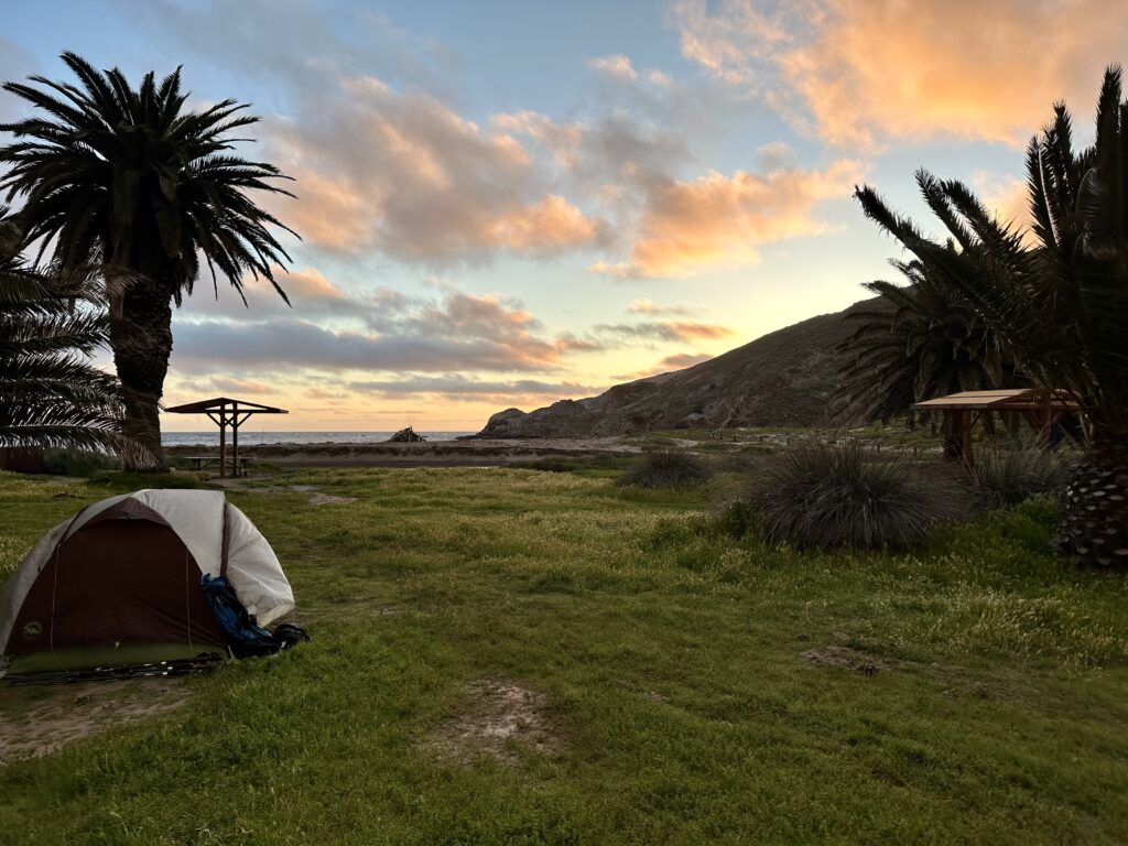 Tent and palm tree at Little Harbor Campground