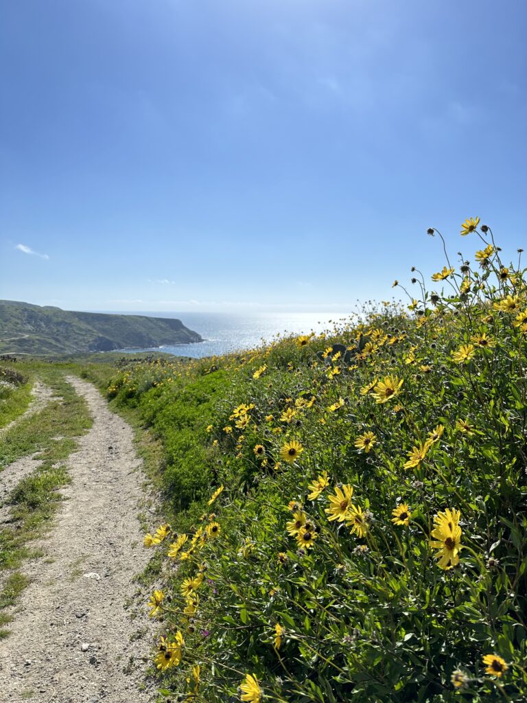 Yellow wildflowers on the approach to Little Harbor on the Trans Catalina Trail.